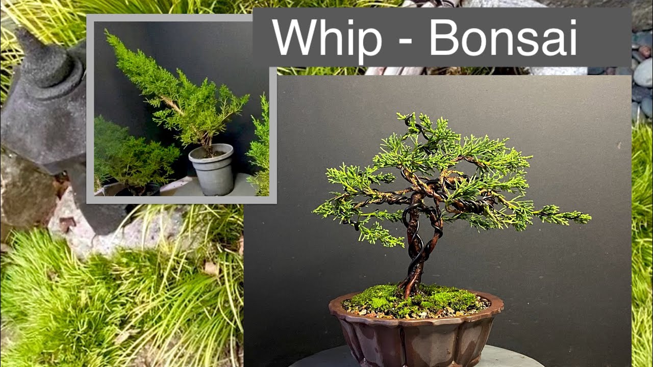 Juniper Whip from Cutting-Bonsai in 18 Minutes