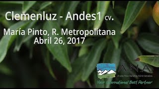 Clemenluz Andes 1 cv