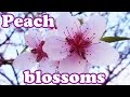Peach Blossom - Dwarf Fruit Trees Blossoms ...