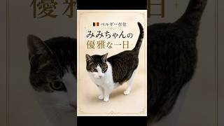 ベルギー在住みみちゃん 、優雅な一日の締めが最高でした♨️　#shorts #猫#cat