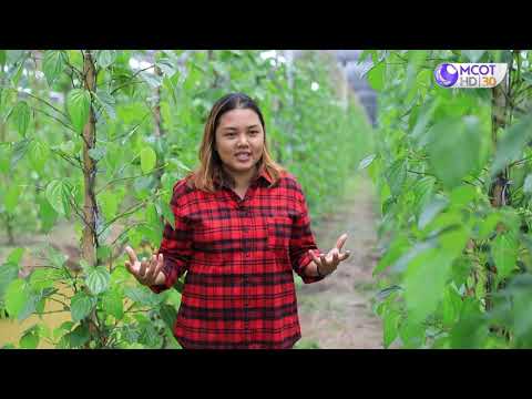  รักษ์ผืนดินถิ่นส.ป.ก. ปี๒/ตอนที่๘.เรื่องปรับเปลี่ยนนาข้าวมาปลูกพลู ขยายเครือข่ายสร้างรายได้หลักหมื่นต่อเดือน