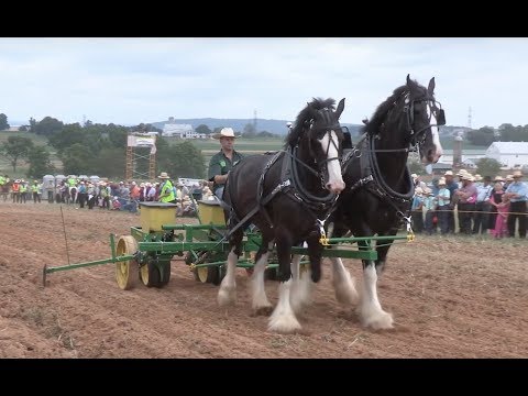 Horse Progress Days 2017