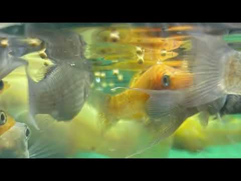 Nameera - Small Bites (Official Audio) [ABCD VOL1]