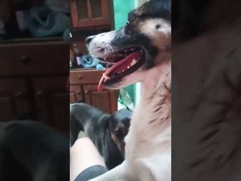 Los Pepe2 #casagrande #miradacanina #cordoba