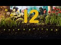 Sesame Street 12 Pea Seeds