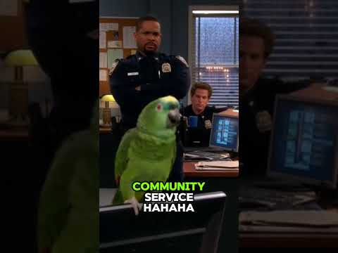 Un pappagallo prende in giro il matrimonio di un agente di polizia 😂 #shorts #pappagallo #divertente