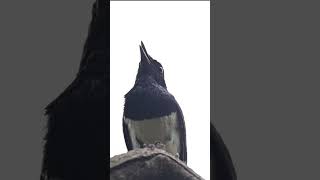 Download lagu Suara Burung Robin Oriental Magpie #orientalmagpierobin #robinbird #worldofanimals mp3