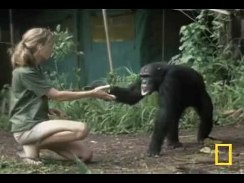 Jane Goodall : Retrospective
