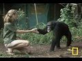 Jane Goodall Retrospective