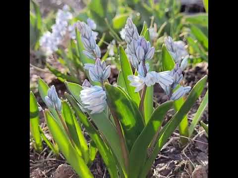 ベルゲニア 植物