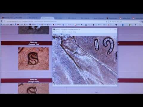 1928-S and 1941-S Large and Small Mintmark Varieties