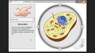 Cell Structure Gizmo  - Organelle walkthrough