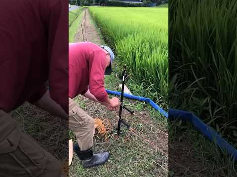 庭にイノシシを近づけないようにする方法は？彼らを傷つけることなく、彼らを撃退し、怖がらせるために機能する6つの解決策  庭園