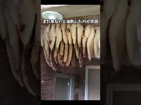 建てて、ハチ、建てて! 自然と動物