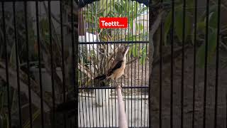 Download lagu The sound of a trolley's toet-toet. #shrike #birds #shrike #laniusschach #animals #birdsounds mp3 Download lagu The sound of a trolley's toet-toet. #shrike #birds #shrike #laniusschach #animals #birdsounds mp3