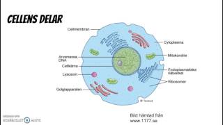 Cell, organ, vävnad