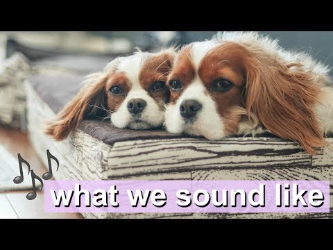 WHAT WE SOUND LIKE | Dog sounds | Cavalier King Charles