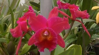 Selling Orchids in New Jersey