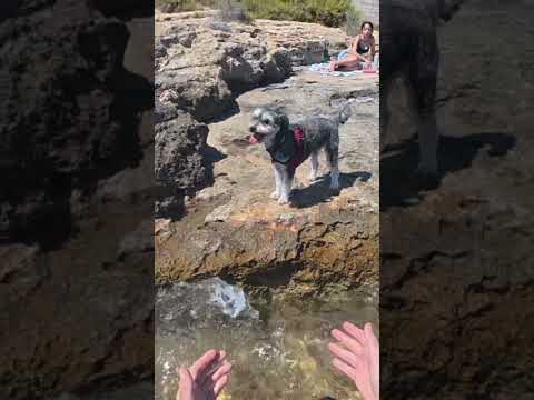 Asi reacciona a su primera vez en el mar🌊🐶 #mallorca #asmr #argentinosenespaña #perros #fyp