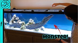 Terrifying SEA MONSTER INVADES My Aquarium