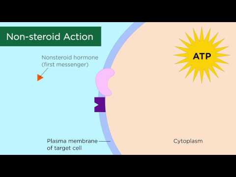 Mechanisms of Hormone Action