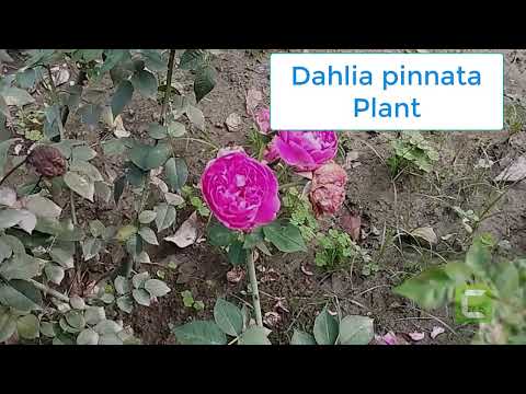 This time our Arborvitae Plant Plant || Coleus Plant Sompa Rani Full Vlog 18