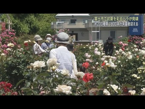 YouTube Video ２００種類１８００本のバラが見頃に　静岡・富士市中央公園