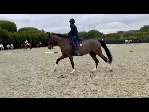 A Mini Madden Method - training tidbit with Beezie and Hummer