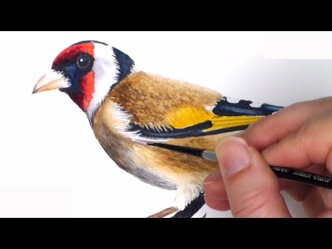 Watercolor Bird Painting Tutorial - Real-Time Goldfinch Lesson