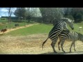 Zebra Love 