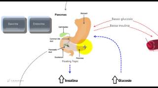 Insulina e glucosio. Riassunto e schema per il tes di medicina