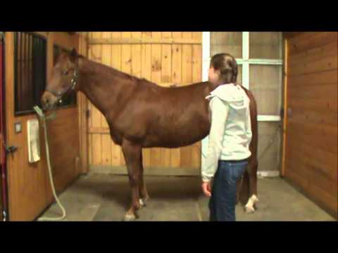 Equine Anatomical Terms and Directions