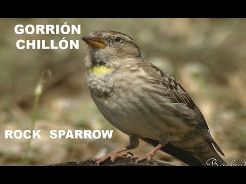 GORRIÓN CHILLÓN | ROCK SPARROW | Petronia