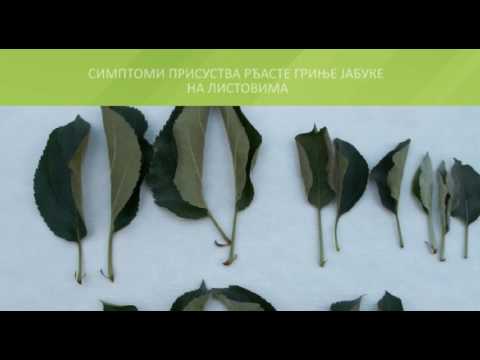 Zelena prognoza, 5.7.2016. - O rđastoj grinji jabuke