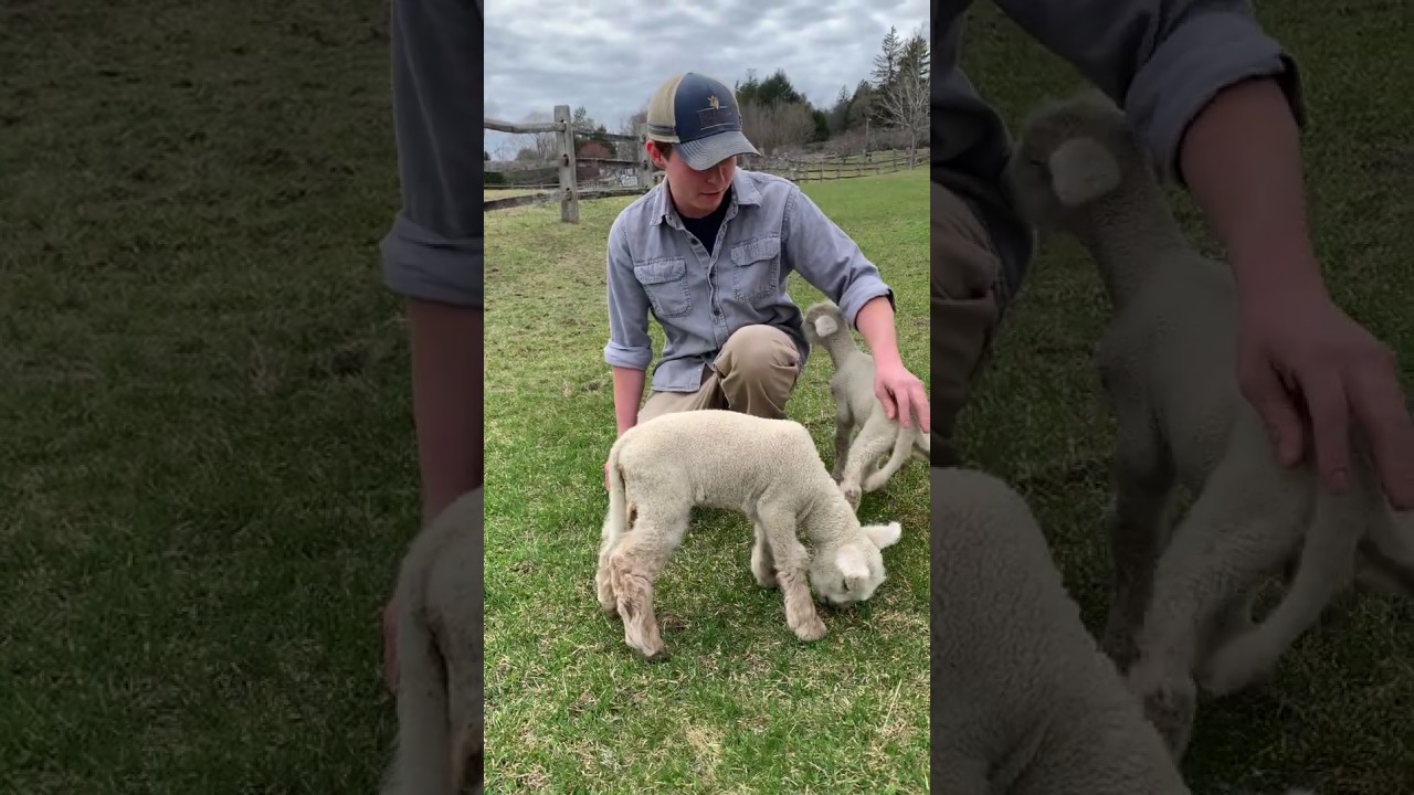 Baby Farm Animal Celebration: Meet our new lambs!