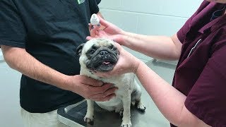 PRAY FOR OUR DOG (BOSLEY) | MAMA RUG AND PAPA RUG