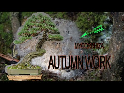 Autumn work on Scots pine and importance of mychorriza