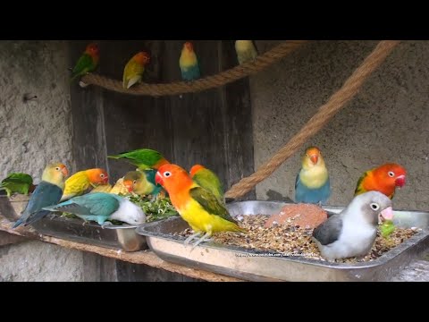 Lovebirds Meal Time [LOVEBIRD TV] - Saturday Morning, April 30th, 2022