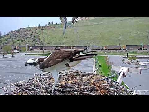 Iris gone, Louis brings fish, female intruder lands 2019 04 27 19 22 15 666