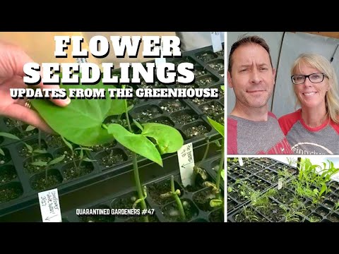 Flower Seedlings: Updates from the Greenhouse 🌱 QG Day 47
