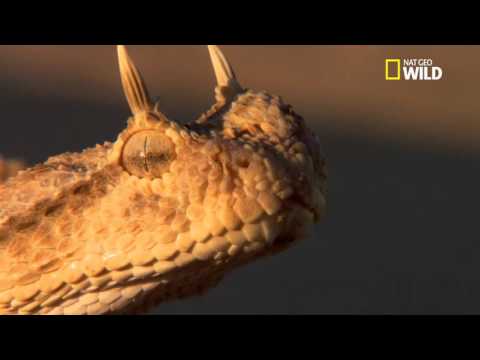 download lagu mp3 mp4 Viper Serpent, download lagu Viper Serpent gratis, unduh video klip Viper Serpent