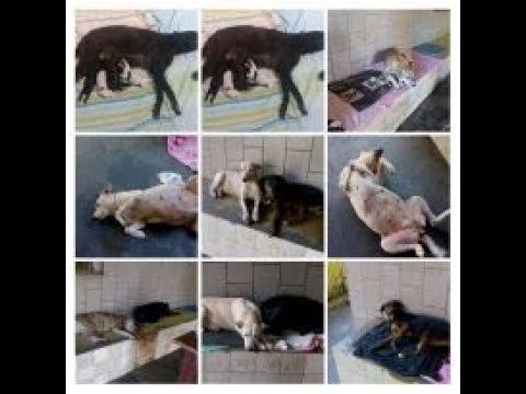 RECONSTRUÇÃO DO AU AU CANIL SOLIDÁRIO. TgTYEnz-ZcQ PIX AJUDA 3,00 mrcruz9027@gmail.com