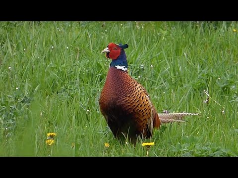 Ptice Hrvatske - Fazan, mužjak (Phasianus colchicus) (Birds of Croatia - Pheasant, male) (1/2)