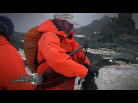 Antarctica: How to catch a penguin