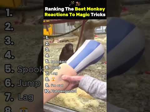 Ranking The Best Monkey Reactions To Magic Tricks #ranking #funny #animalshorts #monkey #reaction