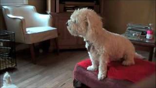 Мастер спокойствия