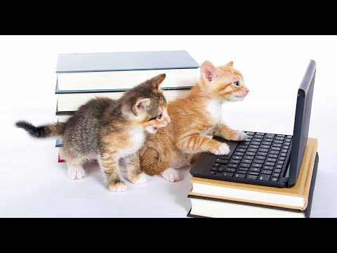 Baby Cats   Cute and Funny Cat Videos Compilation