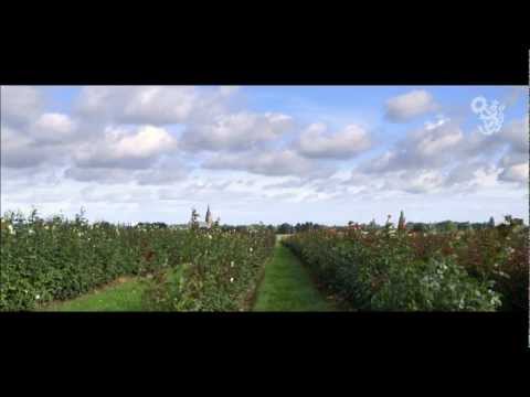 Blumengroßmarkt Düsseldorf: Sommerschnitt
