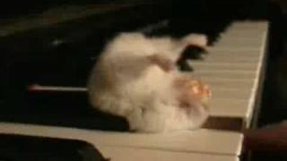 Hamster On A Piano Remix