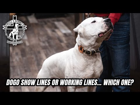 Dogo show lines or working lines... Which one?
